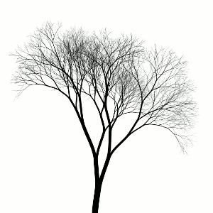 Generated tree